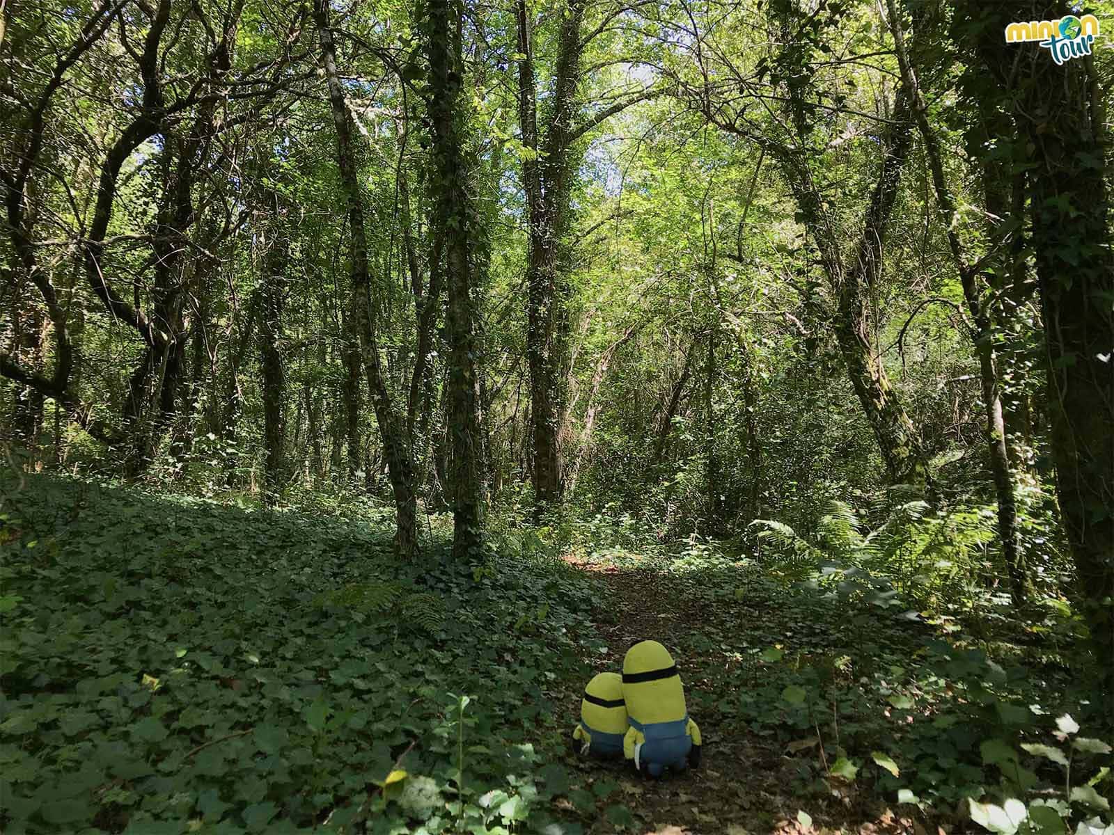 Nos encanta perdernos por los bosques gallegos