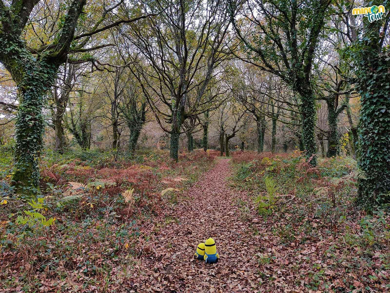 Los Minions descubriendo el Bosque da Fervenza