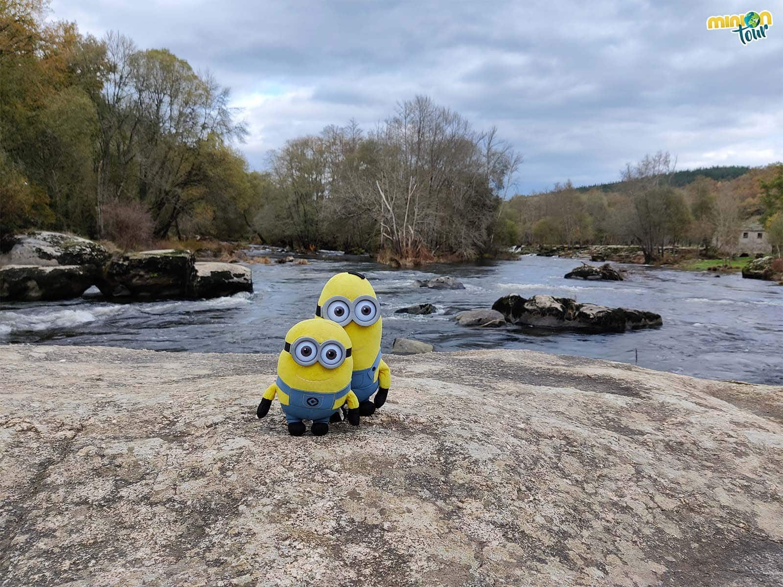 Minions en el Bosque da Fervenza en O Corgo