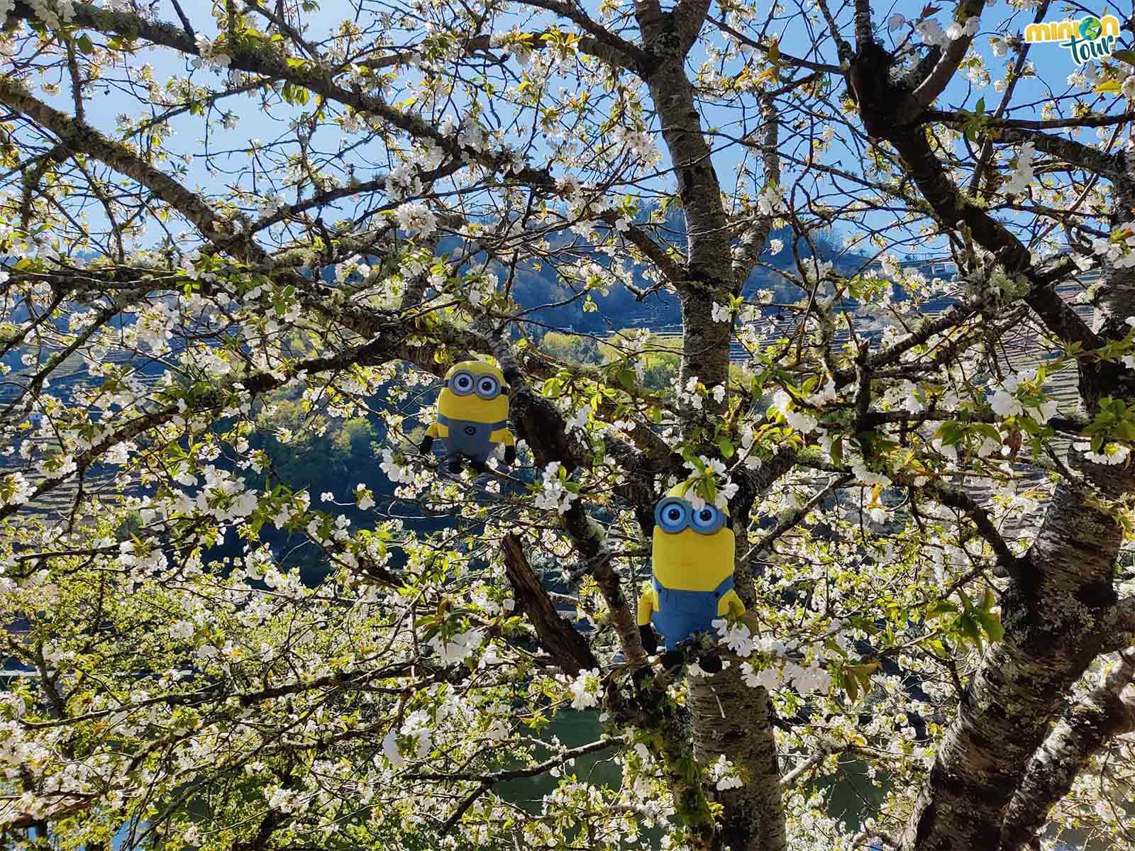 Nos hemos mimetizado tanto con la floración de los cerezos en Belesar que nos hemos colado en uno