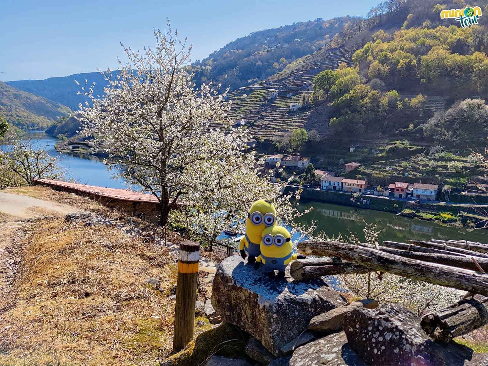 Nada más llegar y los arbolitos ya nos saludan en la floración de los cerezos en Belesar