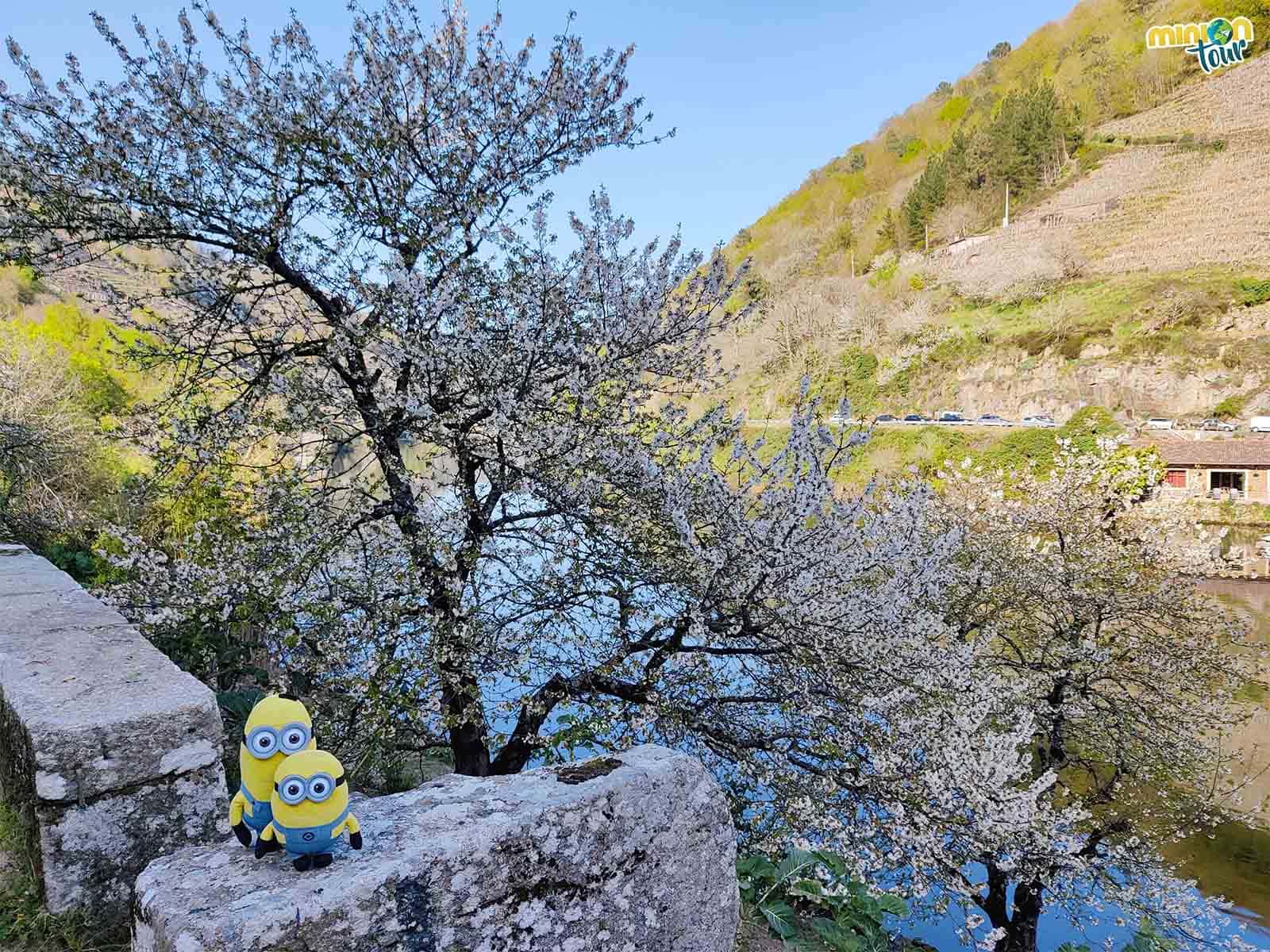 Cerezos en flor en la orilla del río Miño en Chantada