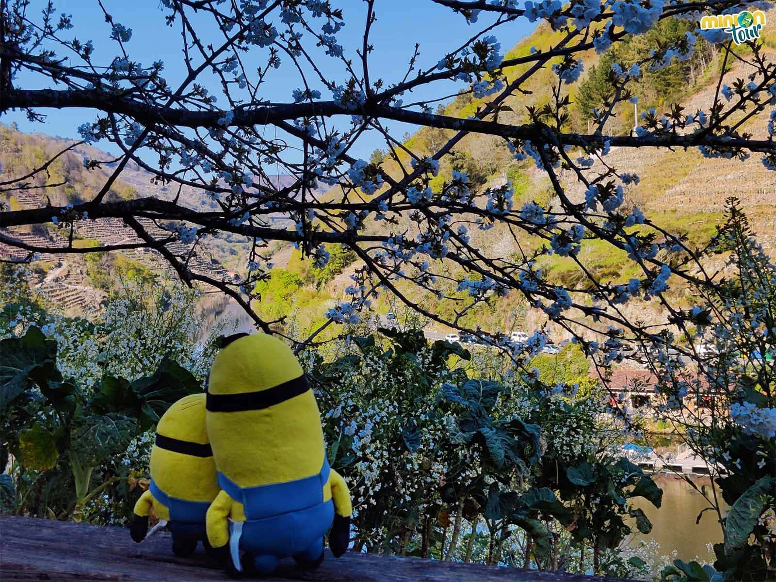 Este sitio también es guay para hacerte una foto con las flores de los cerezos