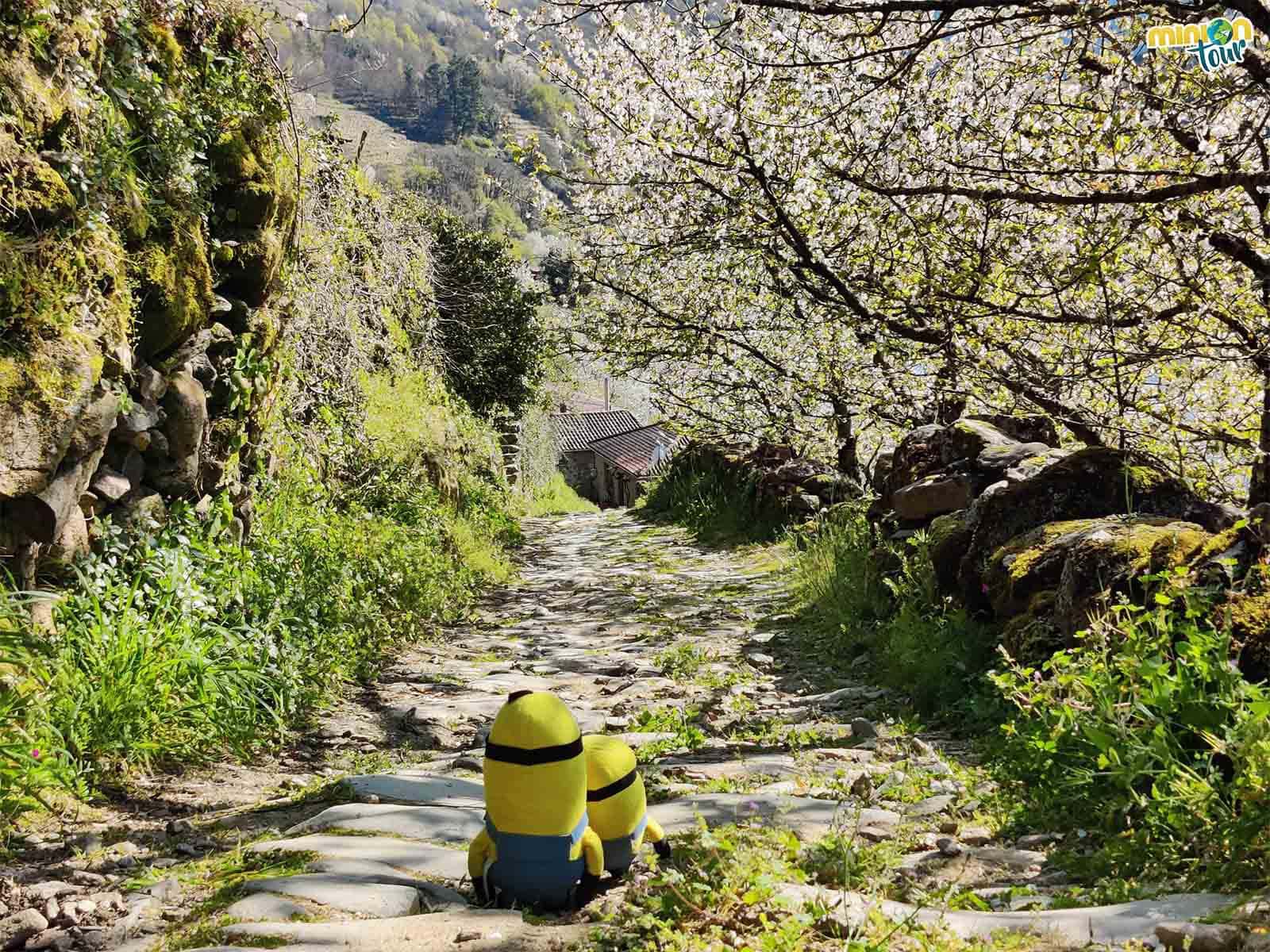 Minions paseando entre los cerezos en flor de Belesar