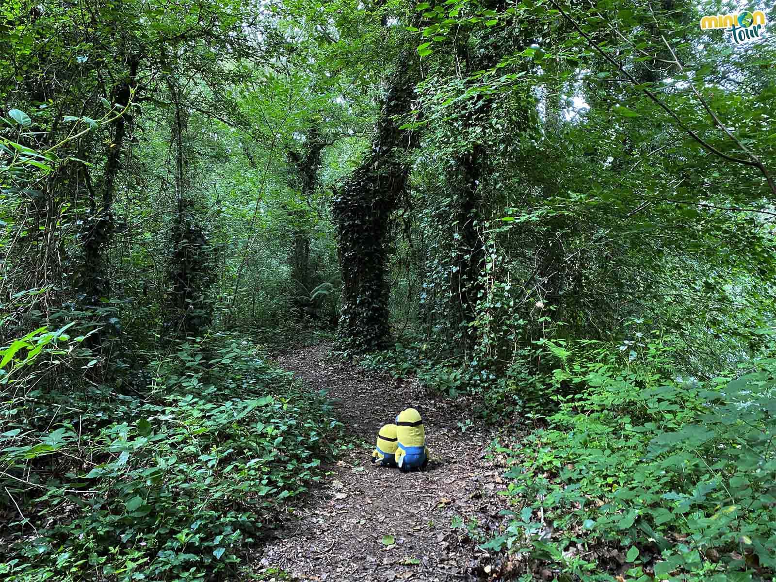 En la ruta por la Ínsua de Seivane hay un montón de arbolitos molones