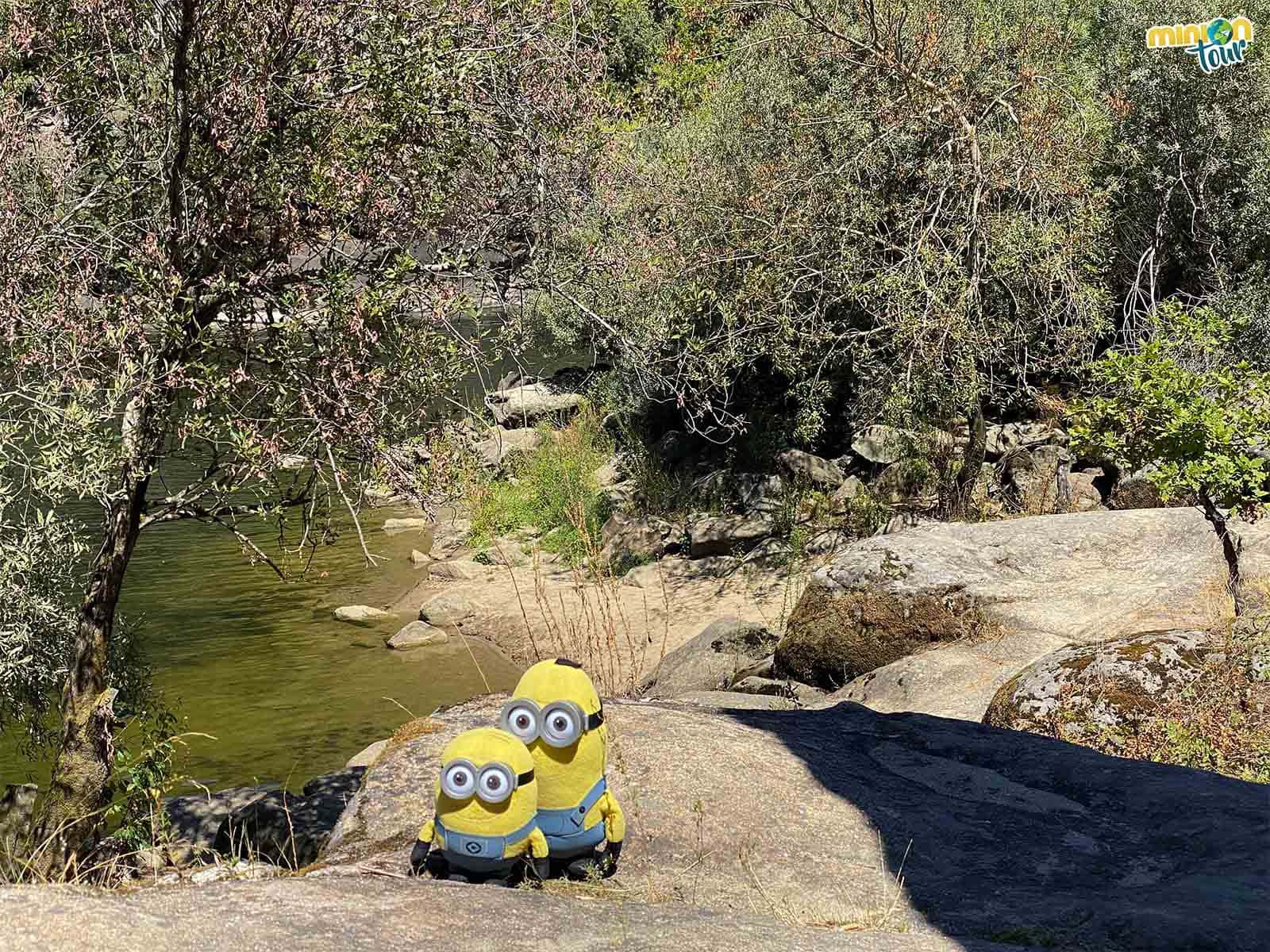 Los Minions a punto de darse un baño en la playa fluvial de Padrenda