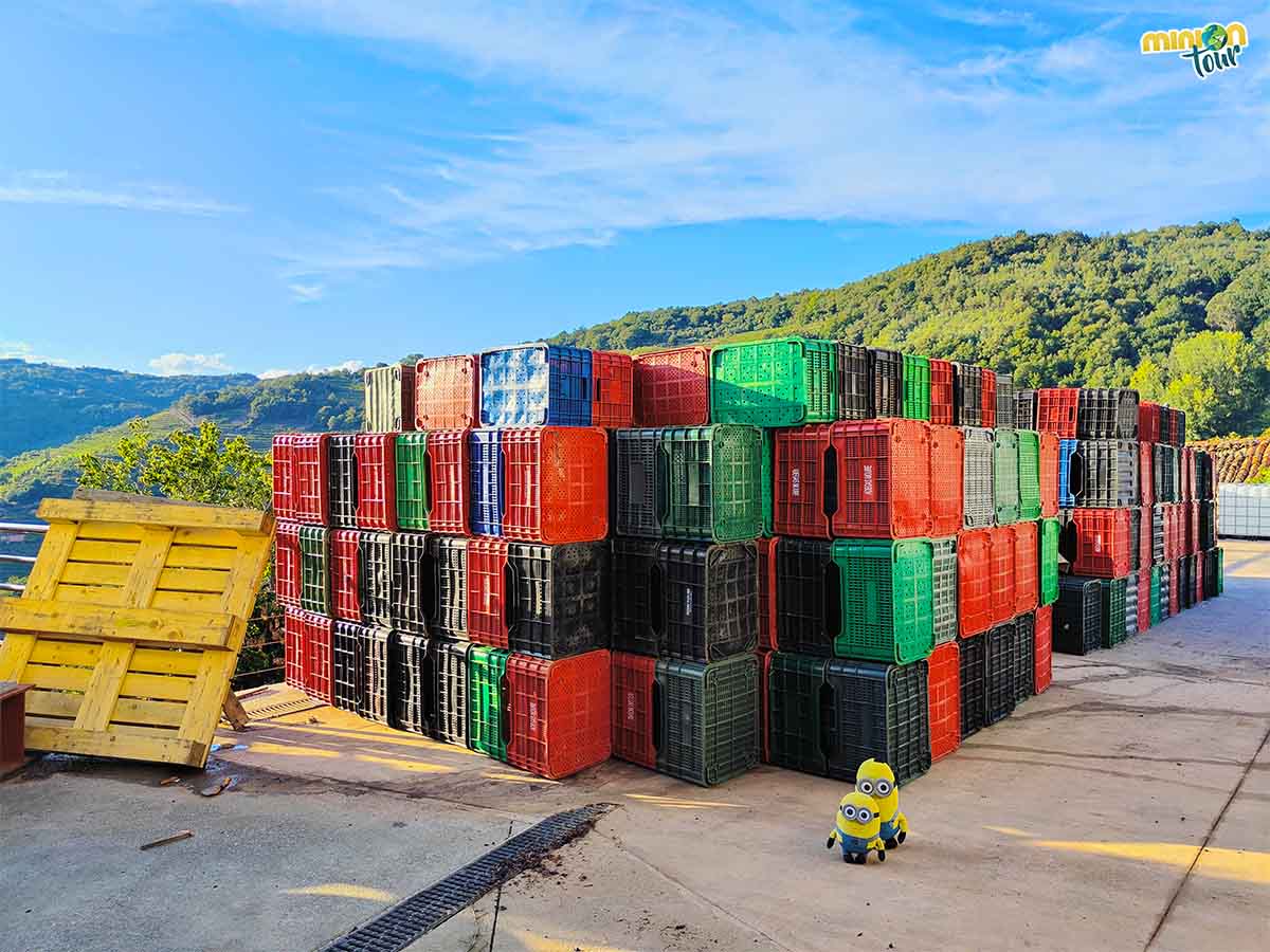 Las uvas se ponen en estas cajas después de recogerlas a mano