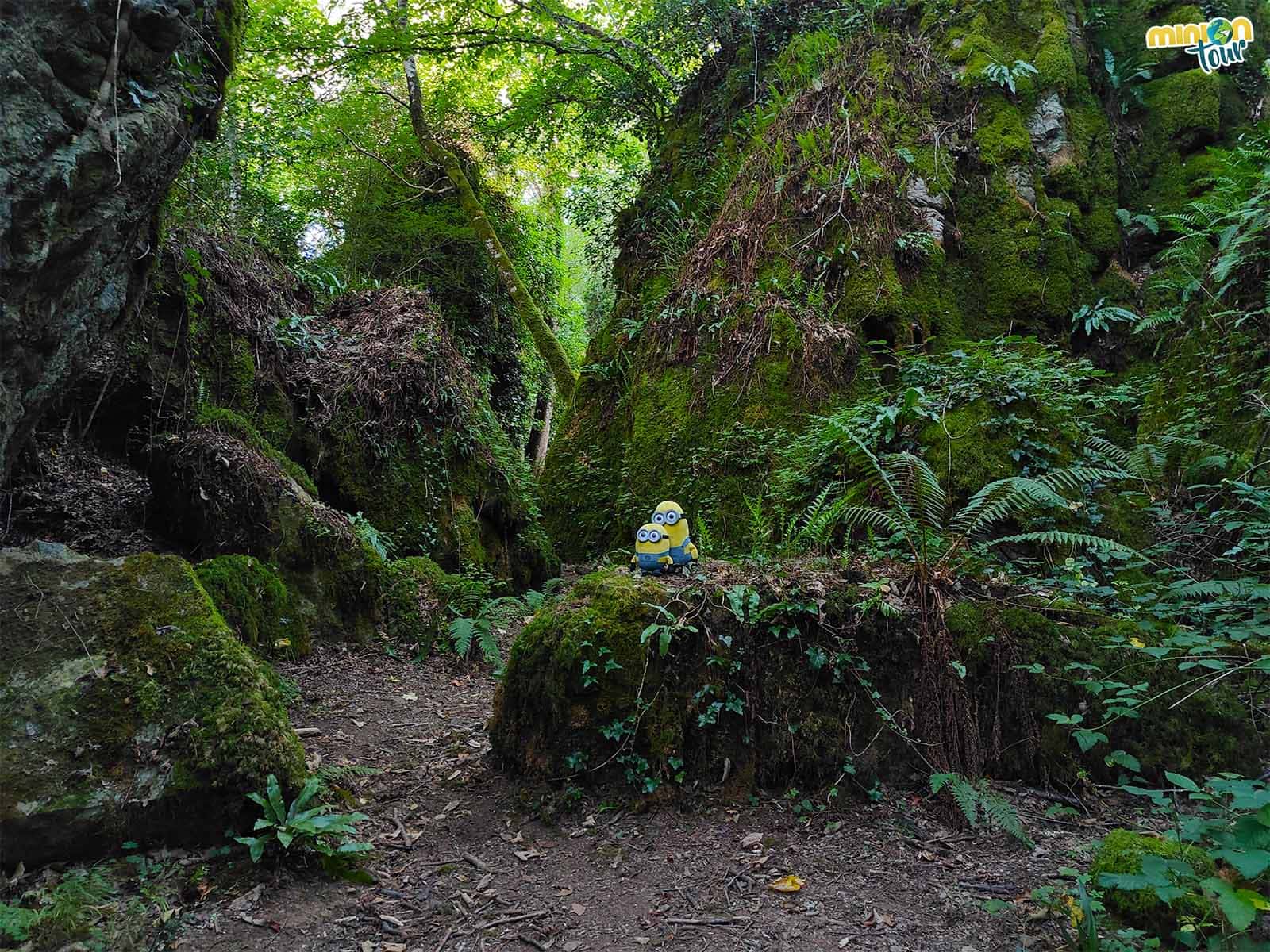 El Bosque dos Grobos, uno de los más mágicos y secretos de Galicia