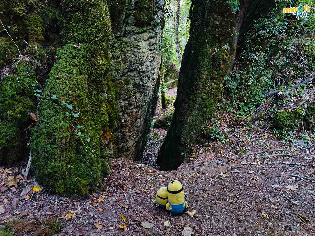 Vamos a visitar el Bosque dos Grobos