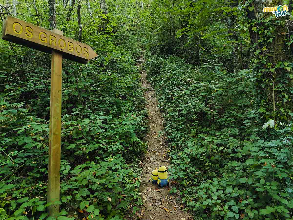 Estamos entrando en el Bosque dos Grobos