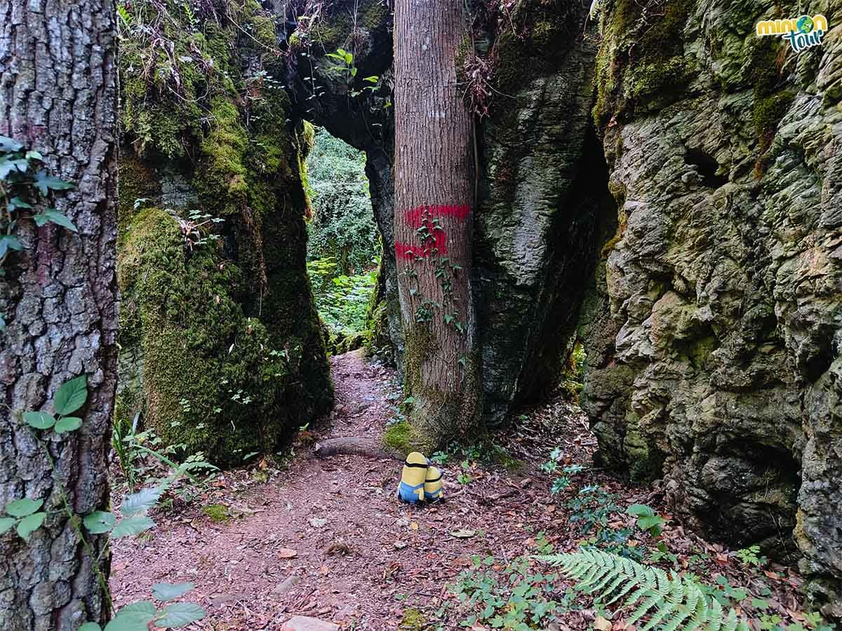 En este bosque marcan los árboles con letras